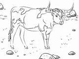 Bull Fourteen sketch template