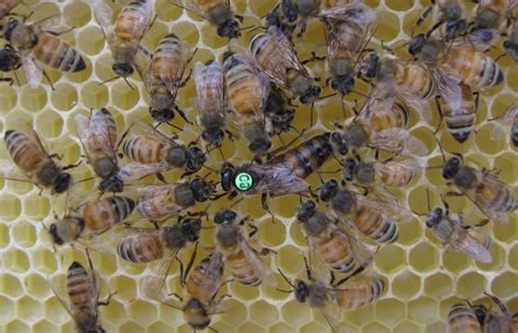Conflict Among Honey Bee Genes Supports Theory Of Altruism The Source