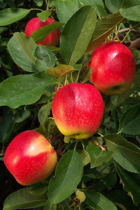 apple trees   sale  grimms gardens