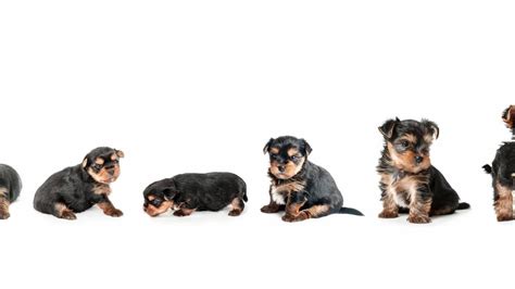 yorkie growth chart  yorkshire terrier development stages