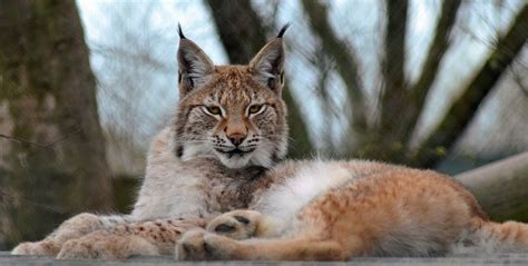 Escaped Lynx Shot Dead In Case It Attacked Humans Metro News