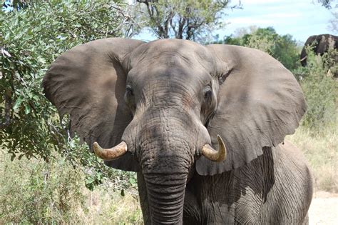 african bush elephant  nature conservancy