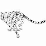 Cheetah Draw Cheetahs Drawing Cartoon Step Drawings Kids Cat Coloring Running Pages Head Easy Animal Tattoo Cats Body Steps Cute sketch template