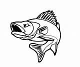 Walleye Fish Hockey Getdrawings Clipartmag Webstockreview sketch template