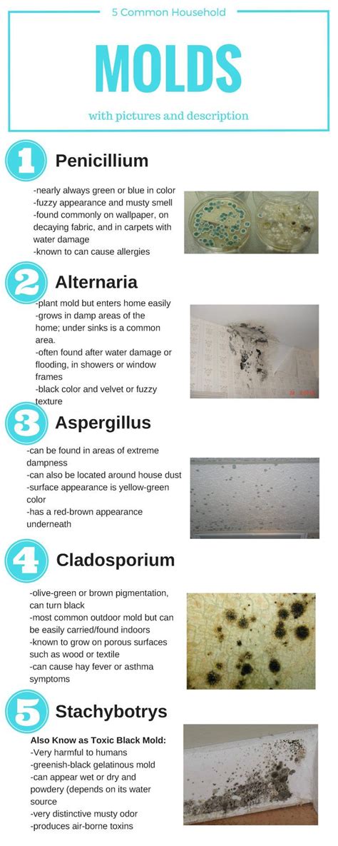 common household mold infographic  blog types  mold mold
