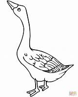 Goose Coloring Bird Color Pages sketch template