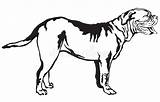 Dogue Mastiff Contour sketch template