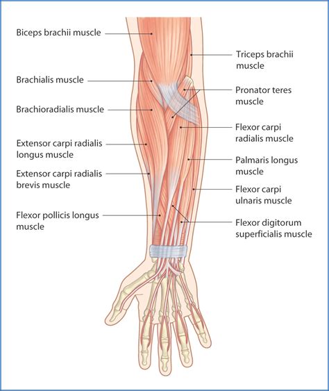 anterior compartment   forearm muscle anatomy muscles hand arm images   finder
