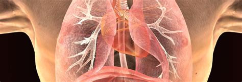 lungenkrebs anatomie und funktion der lunge