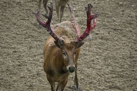 chinas rare milu deer return  victory  conservation news