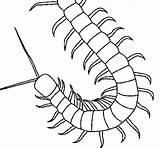 Centipede Coloring Pages Colorear Colouring Coloringcrew Insect Insects Tattoo Drawings Outline Choose Board sketch template