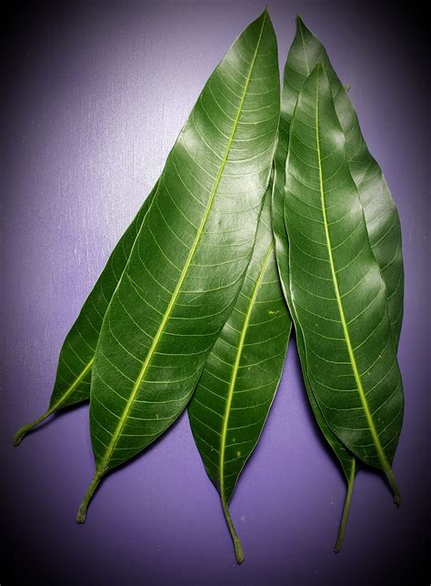 mango leaf normasherbscom