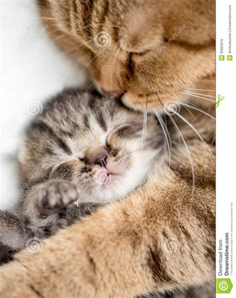拥抱小猫的母亲猫 库存照片 图片 包括有 browne 国内 敌意 britney 灰色 纯血统 35665616