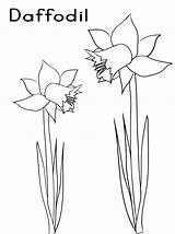 Coloring Flower Daffodil Daffodils Pages Two Printable Getcolorings Print Getdrawings Color sketch template