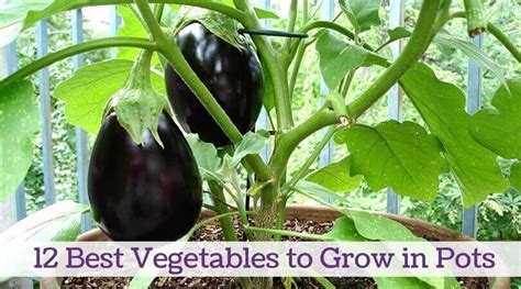 vegetables  grow  pots home gardeners