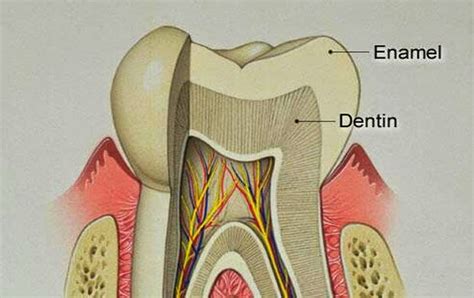 struktur gigi manusia lengkap penyakitmucom