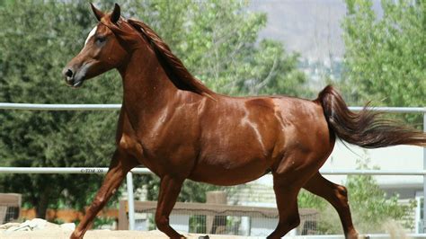 arabian horse wallpapers pictures images