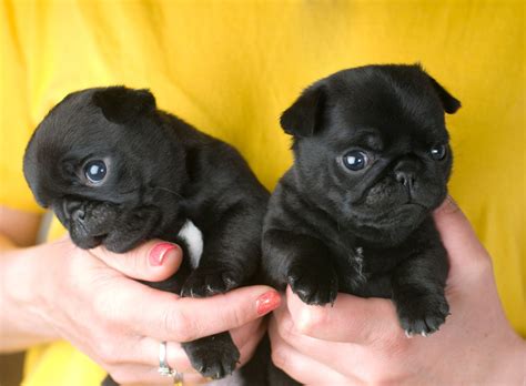 real information  teacup pugs   afford