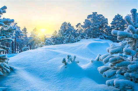 foto natur winter fichten schnee baeume
