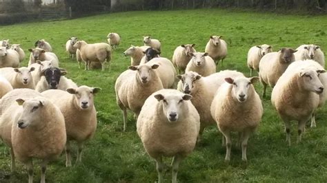 sheep now outnumber people three to one in wales sick