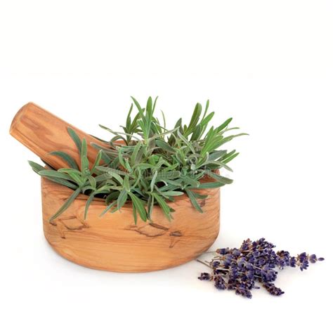 lavender herb stock image image  dried aromatic healthy