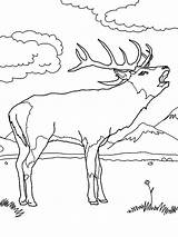 Coloring Elk Rifle Drawing Hunting Sniper Pages Mountain Rocky Getdrawings Guns Popular Drawings sketch template