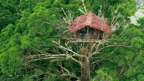 rumah adat papua  atas pohon price