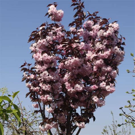 japanische bluetenkirsche prunus serrulata royal burgundy rosa