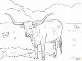 Longhorn Boi Cow Chifre Kuh Vache Cattle Vaca Supercoloring Texanische Animados Atividades Veau Frais Cows Tudodesenhos Kategorien sketch template