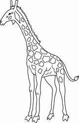 Clip Giraffe Coloring Clipart Outline Line Cliparting Simple Cute Sweetclipart sketch template