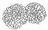 Chrysanthemum Coloring Getcolorings Pages sketch template