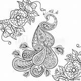 Peacock Coloring Zentangle Adult Stress Anti Vector Flowersfor Totem Contents Comp Similar Search Stock sketch template
