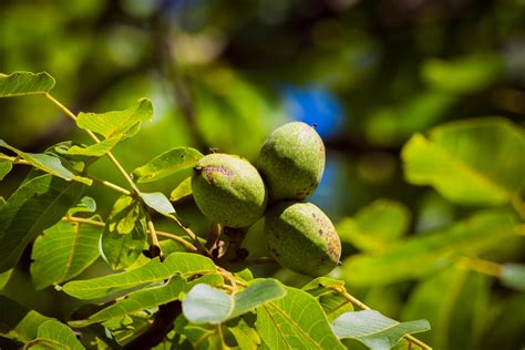 garden tips  comments tips  growing walnut trees