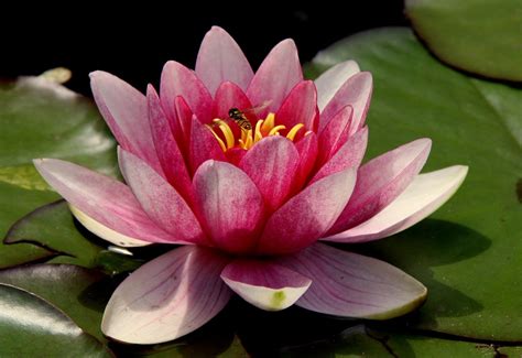 flor de lotus conheca sua simbologia  curiosidades