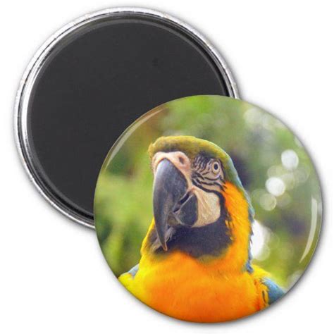 parrot magnet custom magnets square magnets magnets
