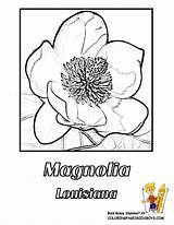 State Coloring Louisiana Library Flower Drawing Tree sketch template