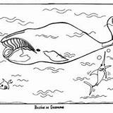 Greenland Whale Designlooter sketch template
