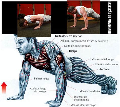 Muscular Ultimate Os Melhores Exercícios De Musculação