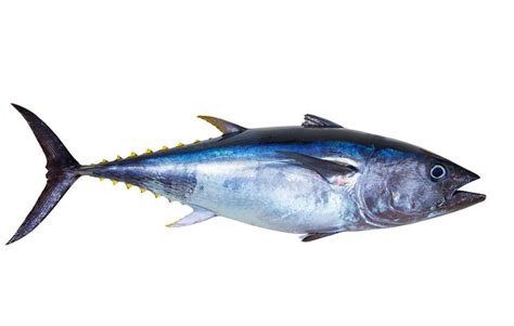 perbedaan mendasar ikan tongkol cakalang  tuna resepkoki