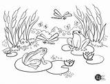 Adult Frog Frogs Pond Tadpoles sketch template