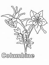 Columbine Coloring Pages Flowers Flower sketch template