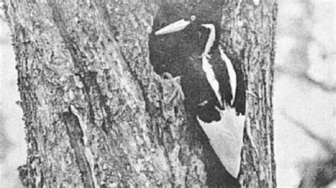 ivory billed woodpecker spared  declared extinct