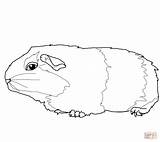 Gerbil Cute Coloring Pages Drawing Mouse Gerbils Clipart Cliparts Printable Sketch sketch template