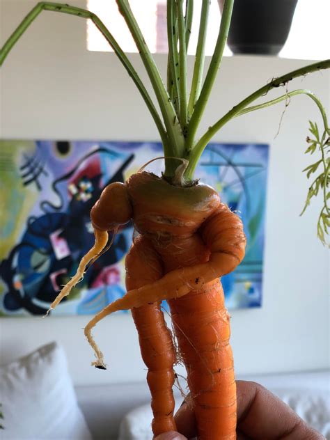 Plucked This Sexy Carrot This Morning Gardening