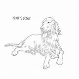 Setter Breeds Dogbreedslist Facts sketch template