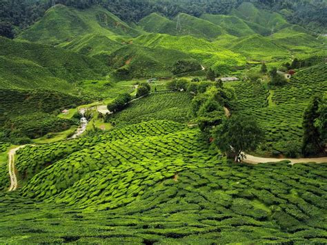 assam tea plantations  northeast india  lush green tea fields    stretch