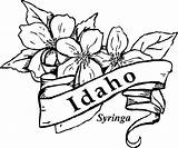 Idaho Coloring Flower State Flowers Syringa Pages Kids Drawings Blossom Printable Orange Gif Color Florida Central 33kb Visit Choose Board sketch template