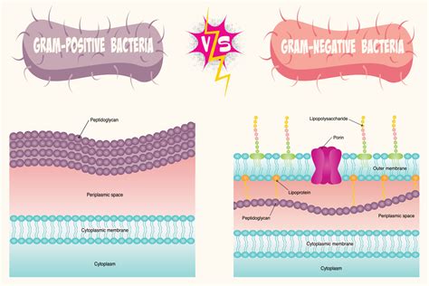 gram positive  gram negative bacterial membrane diagram