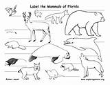 Coloring Mammals Pages Animals Florida Swamp Habitats Printable Tundra State Birds Reptiles Animal Mammal Habitat Amphibians Colouring Kids Sheets Exploringnature sketch template