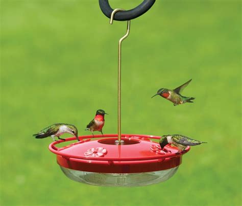 hummingbird feeders  backyard naturalist